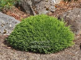 Image result for Cuviera semseii