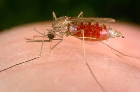 Mosquito bites look different on everyone. Malaria Disease Directory Travelers Health Cdc