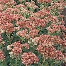 Check spelling or type a new query. Sedum Autumn Fire