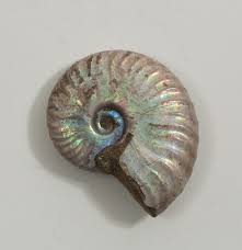 Аммонит (2020) ammonite биографический, драма, мелодрама режиссер: Iridescent Ammonite Crystals Gemstones Crystal Life Technology Inc