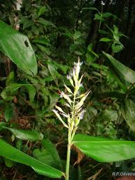 Image result for Olyra latifolia