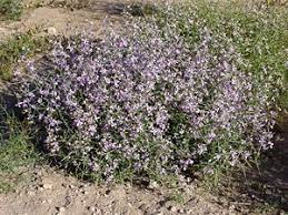 Pin On Twilight Garden Plants Southwest