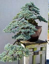 Podocarpus macrophyllus bonsai care about the buddhist pine bonsai tree the podocarpus, buddhist pine, or chinese yew, is a dense evergreen tree with pointed dark green leaves arranged on stiff and symmetrical branches. Coniferous Bonsai Trees Bonsai Tree Gardener