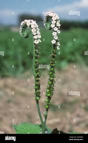 Image result for Heliotropium indicum