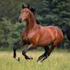 Other names brabant, belgian heavy horse. 1