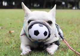 All frenchies will eventually go under. Can A French Bulldog Swim The Pets Kb