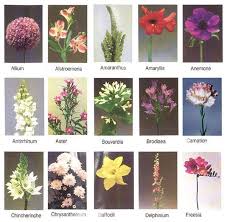 Find the flower names below, along with a brief description, a photo and some. Flowers General Information Flower Names Beautiful Flower Names Flower Identification