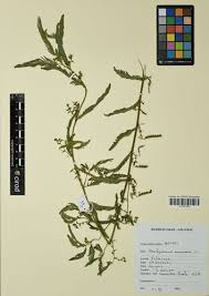 Image result for Aeschynomene heurckeana