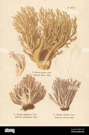 Image result for Clavulina cinerea