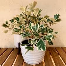 Image result for Ficus triangularis