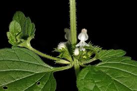 Image result for Leucas glabrata