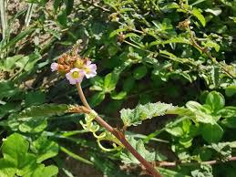 Image result for Melochia corchorifolia