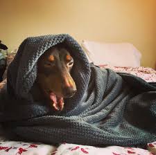 Animal Jobs Near Me 2020 Weiner Dog Animals Doxie
