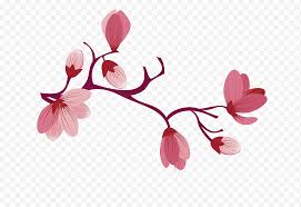 Libera per usi commerciali ✓ attribuzione non richiesta ✓. Fiore Di Ciliegio Fiore Rosa Boutique Fiori Rosa Pianta Petalo Ramo Png Klipartz