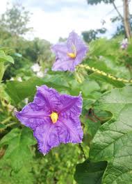 Image result for Solanum wrightii