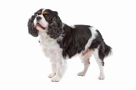 We did not find results for: Cavalier King Charles Spaniel Mit Bilder Video