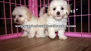 We did not find results for: Maltipoo Puppies For Sale In Texas Craigslist 07 2021