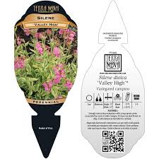 Image result for Silene abyssinica