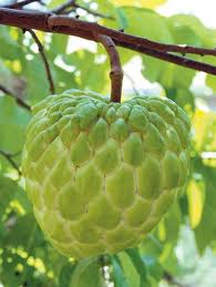 Check spelling or type a new query. 5 Cherimoya Tree Cutting Other Plants Seedlings Home Garden Worldenergy Ae