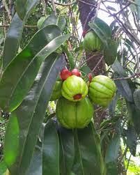 Ini karena pohon asam gelugur tidak mengenal batas usia pertumbuhan dan batas usia produksi. Dari Mana Asalnya Asam Keping Petrosains