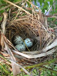 Bird Eggs With Brown Spots On Shell Mocking Bird Eggs Aves Ninho