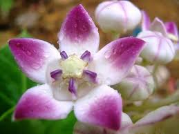 Check spelling or type a new query. Popular Flowers Name In Gujarati India Gardening