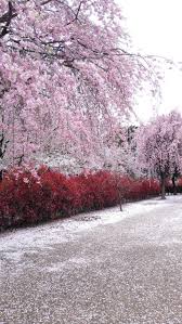 Mengintip Keindahan Fubuki Sakura Fenomena Gugur Bunga Di Jepang Merdeka Com