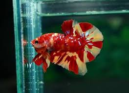 Pin By Chee Chang On Betta Fish The Live Art 2018 Fresh Water Fish Tank Betta Betta Fish
