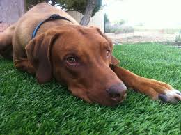 Tyson The Liver Nosed Ridgeback Beautiful Dogs Animals Rhodesian Ridgeback