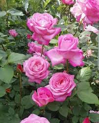 بوكيهات ورد شيك جدا اجمل صور بوكيهات ورد شيك جدا اجمل بوكيه ورد طبيعي Rose Flowers Plants