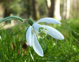 Galanthus Nivalis Snowdrop Identification Distribution Habitat