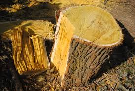 Image result for Maclura