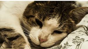 Symptoms of early stomach cancer can be similar to the symptoms of other conditions, such as stomach ulcers. Stomach Cancer In Cats