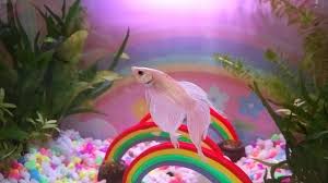 How to care for your betta fish: Rainbow Betta Fish Tank V 2 Live Planted Edition Youtube