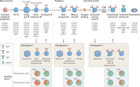 Image result for B-Lymphocyte
