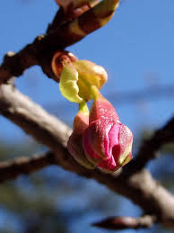 25,445 likes · 1,182 talking about this. æ²³æ´¥æ¡œã®è•¾ã¨ 2014 ï¼'æœˆ æ–° ã¼ã¡ã¼ã¡æ¤ç‰©ãªã©ã‚'