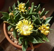 Image result for Nananthus vittatus