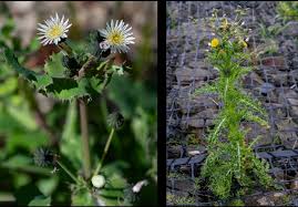 Image result for Sonchus oleraceus