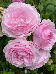 And when i did, i planted it deep in the. Olivia Rose Austin Roses