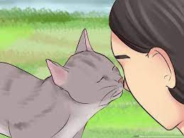 Some cats love being petted, others simply tolerate it, and some just plain dislike it. How To Get Your Cat To Know And Love You 15 Steps With Pictures