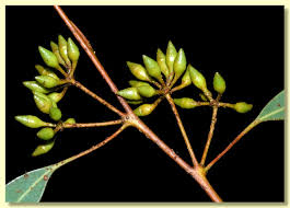 Image result for Exochaenium baumianum