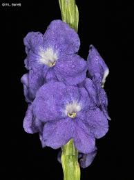 Image result for Stachytarpheta cayennensis