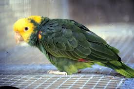 The amazon parrots are 35 species of parrots that comprise the genus amazona.they are native to the new world, ranging from south america to mexico and the caribbean. Double Yellow Headed Amazon Fact Sheet