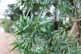 Image result for Afrocarpus falcatus