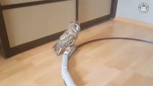 Owl Riding On Atrain Toy Train Gif Owlridingonatrain Owl Toytrain Discover Share Gifs Toy Train Owl Gif