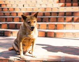 Maybe you would like to learn more about one of these? Shiba Shepherd Mix Online