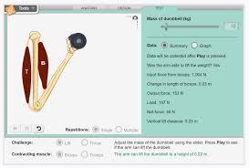 Muscles and bones of the legs. New Gizmo Muscles And Bones Explorelearning News