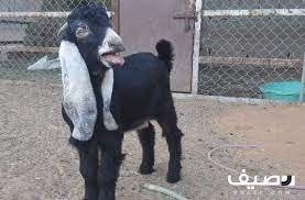 السلام عليكم ورحمة الله وبركاته lt br gt lt br gt العرض على تيس عارضي لباني lt br gt عينك ميزانك lt br gt الموقع الرياض ديراب lt br gt الر animals goats
