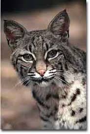 Richard farinato, who runs a sanctuary in texas for the humane society, said people must realize they can't care for these cats, even if they're adorable as cubs. Texas Cats Texas Parks Wildlife Department