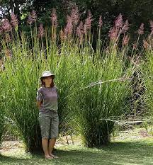 The tall and bushy grass can interfere with lines of sight. Chrysopogon Zizanioides Wikipedia